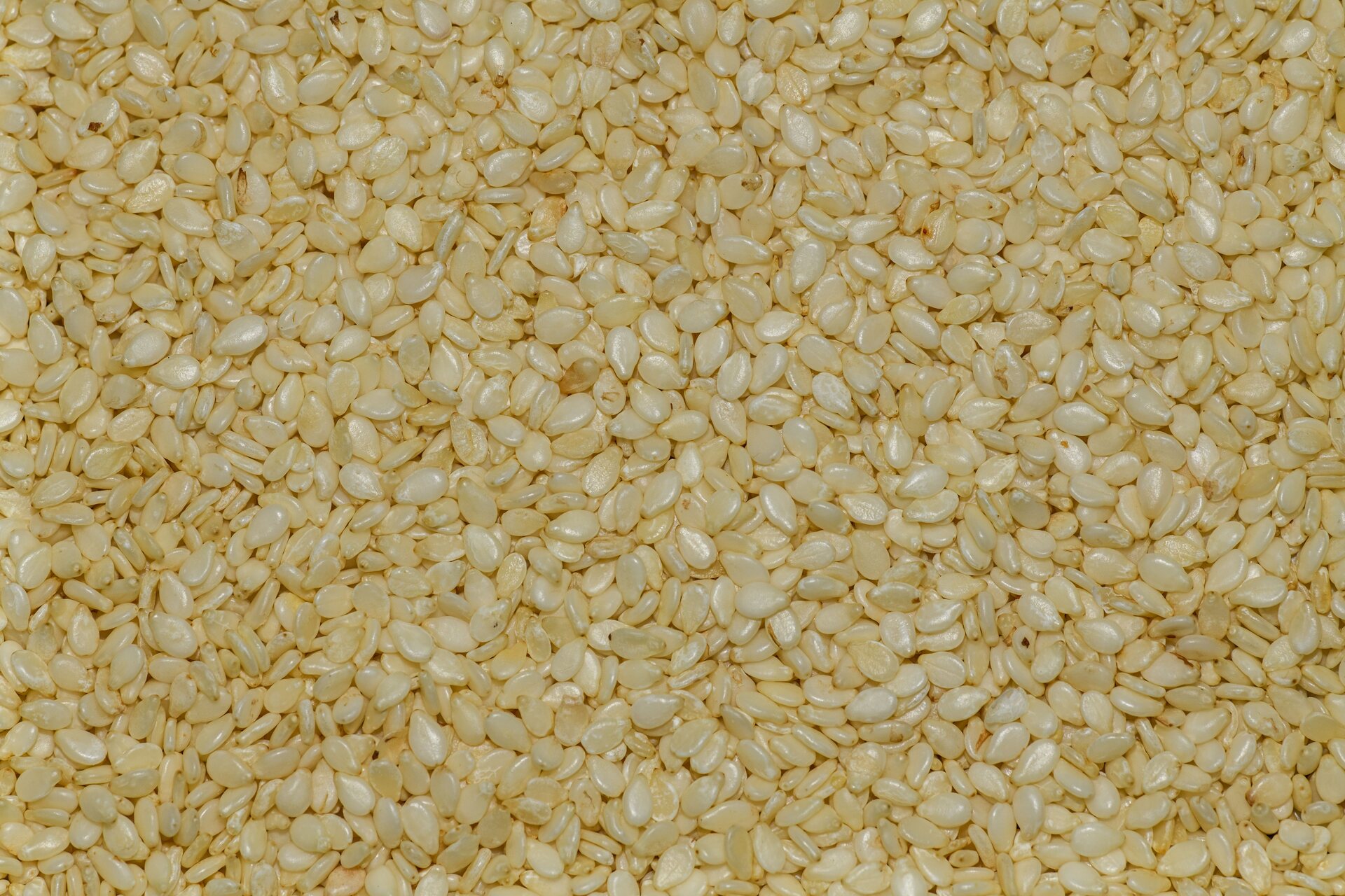 Sesame Seed