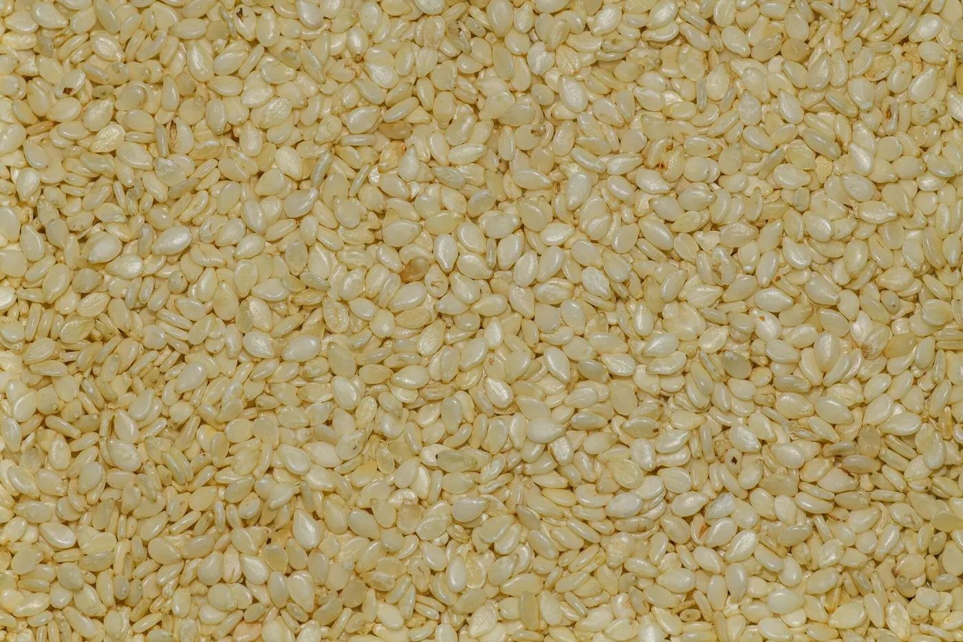 Sesame Seed